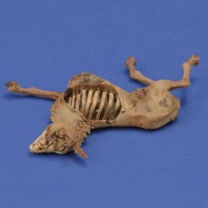 画像4: RoyalModel[RM1068]1/35 ジオラマアクセサリー ロバの亡骸 (4)