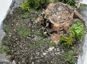 画像2: セガワモデリング[DO-1011]湿原キット (2)