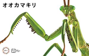 画像1: フジミ模型　自由研究23 いきもの編 オオカマキリ (1)