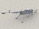画像8: Live Resin[LRE35338]1/35 6P60 KORD Russian 12.7mm calibre heavy machine gun on 6T19 bipod with 1PN93-4 night scope (8)